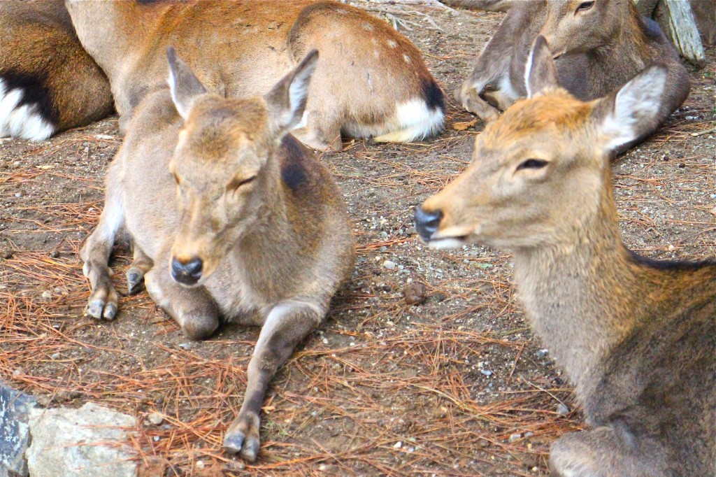 Nara deer